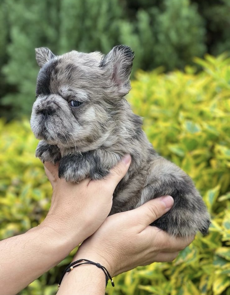 criadero frenchies