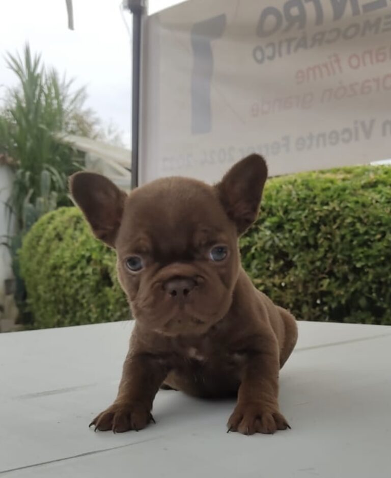 Criadero frenchie